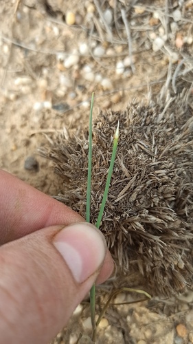 Allium caesium, photograph 4