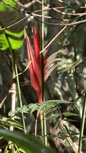 Heliconia angusta, photograph 5