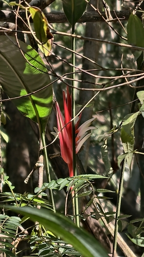 Heliconia angusta, photograph 6