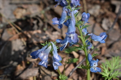 Corydalis fumariifolia
