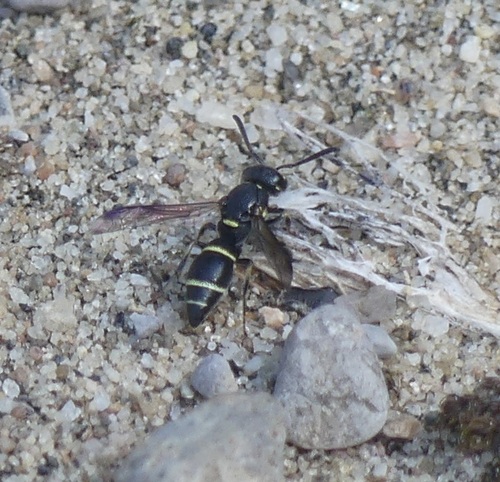 Parancistrocerus pensylvanicus observed 2026-08-20