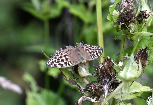 Silver-washed Fritillary