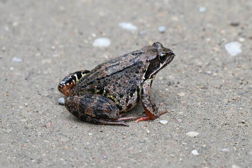 European Common Frog