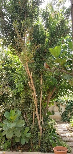 Black-crowned Tchagra