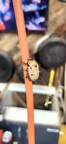 Grapevine Beetle