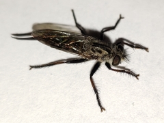 Efferia aestuans