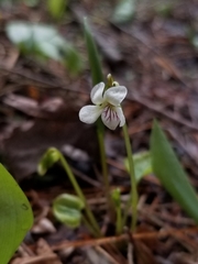 Viola minuscula