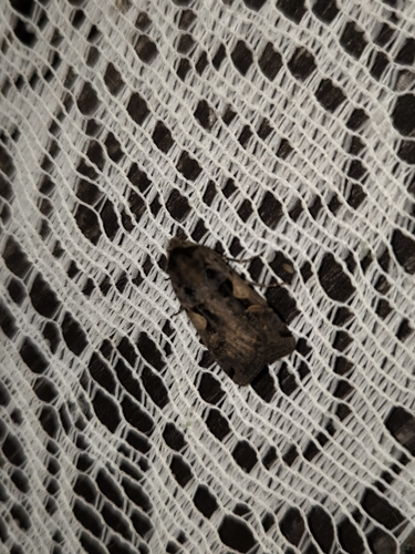 Setaceous Hebrew Character