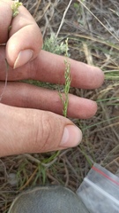 Poa bulbosa, photograph (c) ivansemenkov, some rights reserved (CC BY)