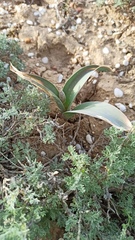 Allium protensum, photograph (c) ivansemenkov, some rights reserved (CC BY)