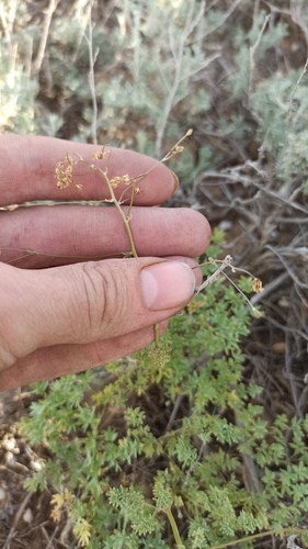 Thalictrum isopyroides, photograph 6