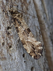 Morophaga choragella