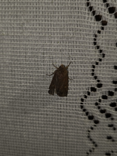 Square-spot Rustic