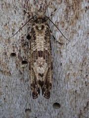 Morophaga choragella