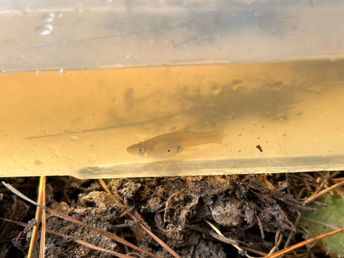 iNaturalist observation photo of Western Mosquitofish