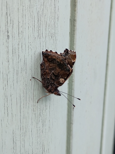 Red Admiral