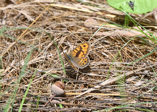 Wall Brown