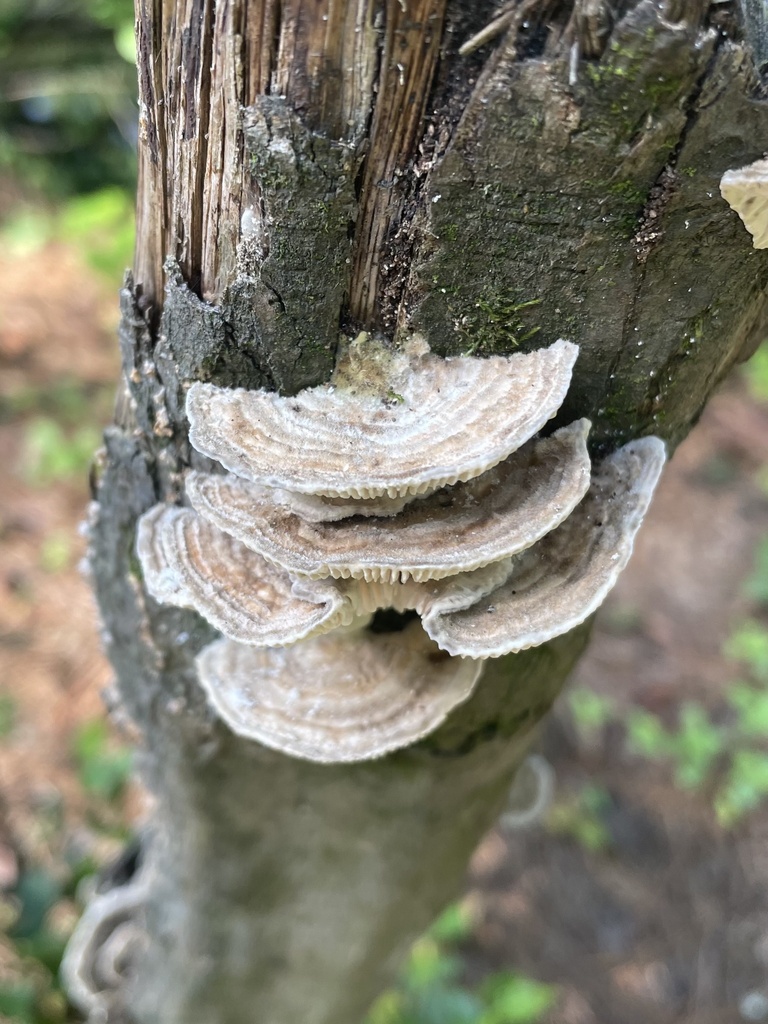Gilled Polypore · August 2026 · photo: Photo: (c) northerly, some rights reserved (CC BY) · iNaturalist