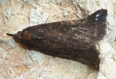 Hypena decorata