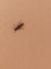 Chiromyzinae