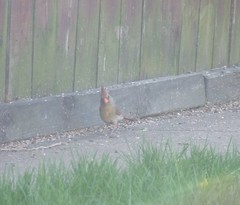 Cardinalis cardinalis