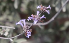 Salvia munzii