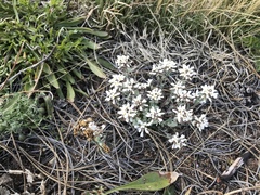 Noccaea fendleri