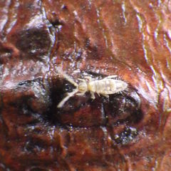 Entomobrya nivalis