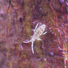 Entomobrya nivalis