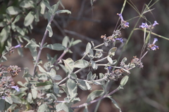 Salvia munzii
