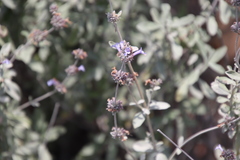 Salvia munzii