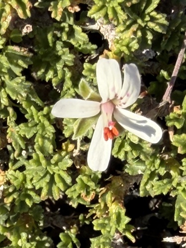 Pelargonium xerophyton, 2026-08-18