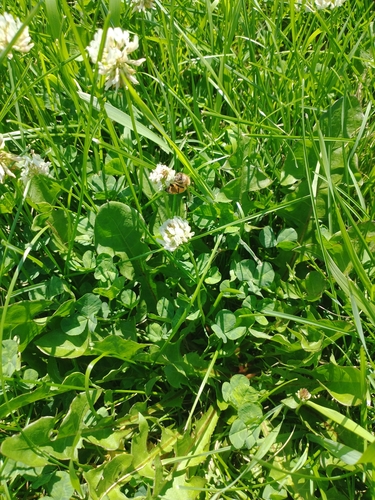 Western Honey Bee