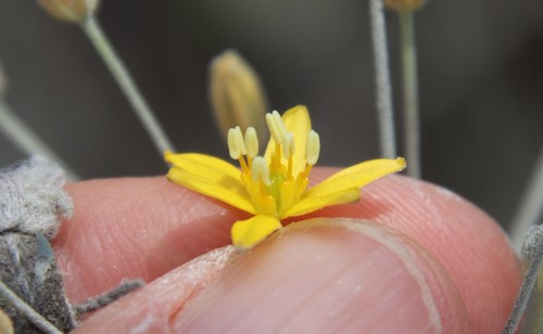 Image of Bloomeria clevelandii by (c) Millie Basden, some rights reserved (CC BY)