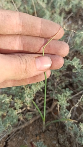 Allium caesium, photograph 3