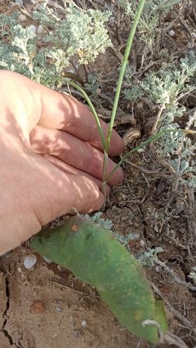 Allium caesium