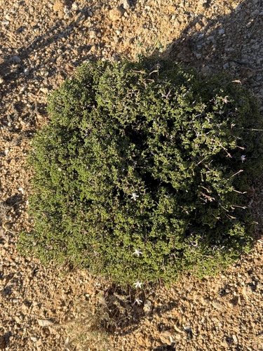 Pelargonium xerophyton, 2026-08-18