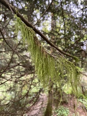 Pseudisothecium myosuroides