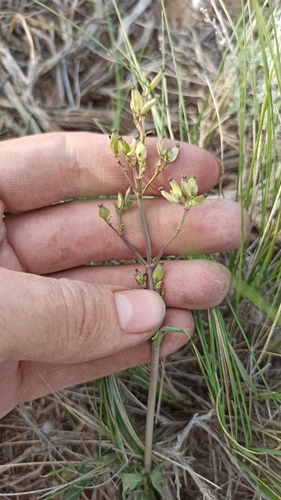 Valeriana tuberosa, photograph 2