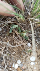 Valeriana tuberosa
