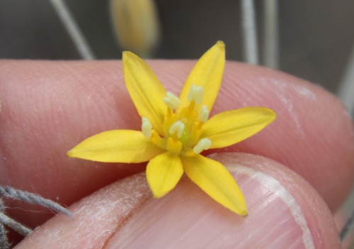Image of Bloomeria clevelandii by (c) Millie Basden, some rights reserved (CC BY)