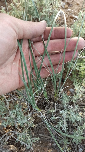 Iris songarica, photograph 2