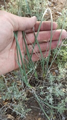 Iris songarica, photograph (c) ivansemenkov, some rights reserved (CC BY)