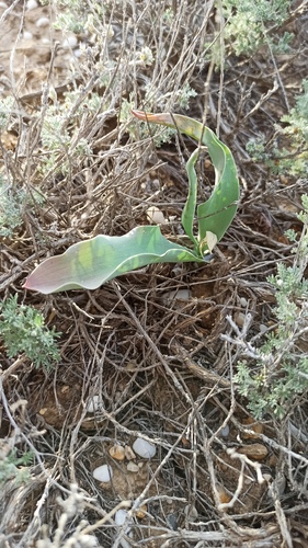 Tulipa alberti, photograph 2