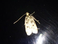 Martyringa latipennis