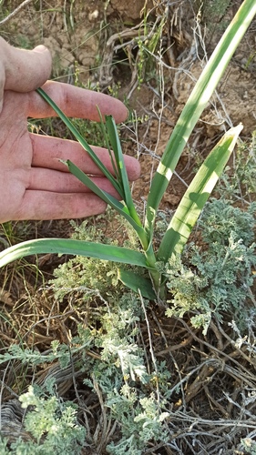 Allium obliquum