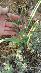 (c) ivansemenkov, some rights reserved (CC BY) Allium obliquum, photograph (c) ivansemenkov, some rights reserved (CC BY)