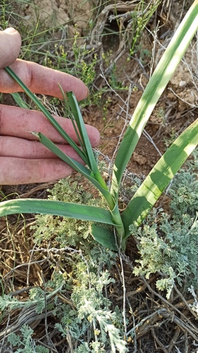 Allium obliquum, photograph 2