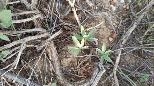 Corydalis schanginii, photograph 3