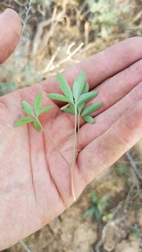 Corydalis schanginii, photograph 4